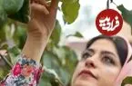 ببینید| غذای روستایی در ایران؛ تهیه یک میان وعده سنتی با سیب ترش و گشنیز