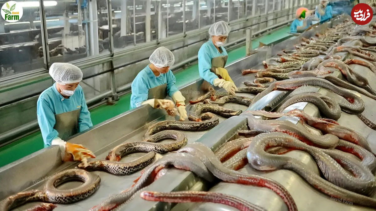 (ویدئو) فرایند فرآوری گوشت مار در یک کارخانه بزرگ در شرق آسیا 