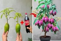 (ویدئو) چگونه میوه انبه را با کمک نوشابه کوکا در خانه پرورش دهیم؟