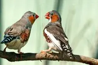 هوش مصنوعی در آستانه رمزگشایی زبان حیوانات