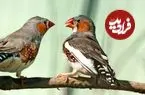 هوش مصنوعی در آستانه رمزگشایی زبان حیوانات