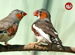 هوش مصنوعی در آستانه رمزگشایی زبان حیوانات