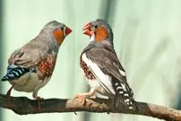 هوش مصنوعی در آستانه رمزگشایی زبان حیوانات