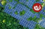 عکس؛ درختان خورشیدی، راهکاری نوین برای تولید برق پاک در جنگل‎ها