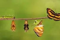 پروانه ها برای اولین بار کی و کجا ظاهر شدند؟