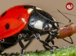 ببینید| کفشدوزک ها؛ یکی از ترسناک ترین قاتلان طبیعت!