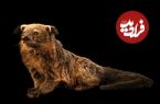 «خرس‌گربه» چیست، کجا زندگی می‌کند و چه می‌خورد؟