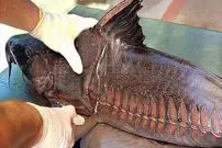 ببینید| غذای خیابانی در تایلند؛ تهیه ساندویچ با گربه ماهی غول پیکر در بانکوک