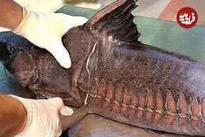 ببینید| غذای خیابانی در تایلند؛ تهیه ساندویچ با گربه ماهی غول پیکر در بانکوک