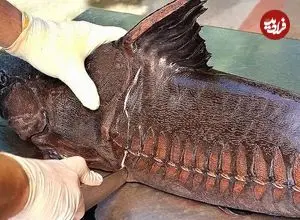 ببینید| غذای خیابانی در تایلند؛ تهیه ساندویچ با گربه ماهی غول پیکر در بانکوک