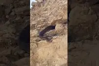 (ویدئو) مار غول پیکر و ترسناکی که در کوه های اوز استان فارس دیده شد
