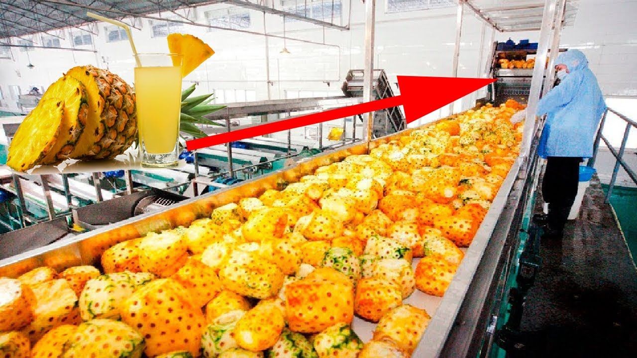 (ویدئو) فرآیند برداشت آناناس در مزرعه و تبدیل آن به آبمیوه در یک کارخانه کره ای