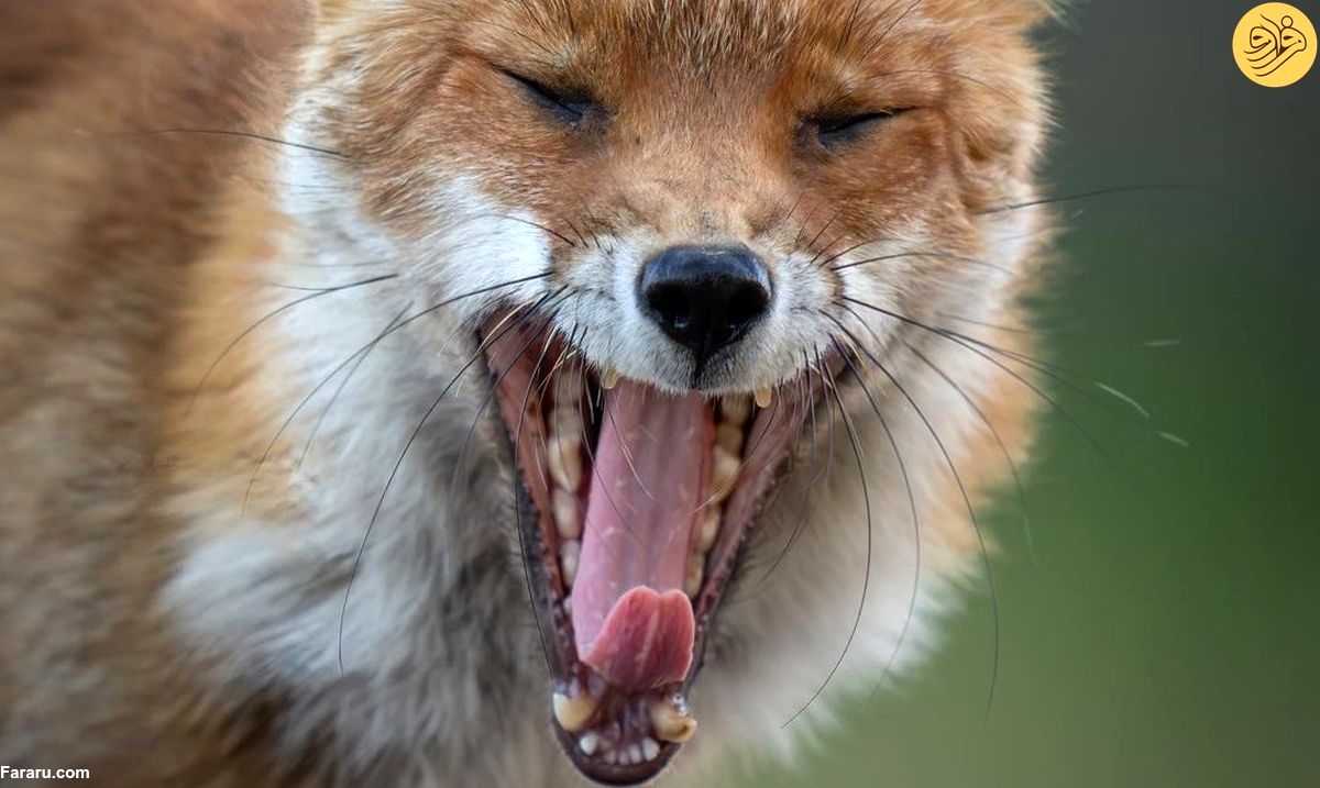 عکس روز حیات وحش؛ خمیازه روباه