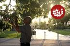 یک شایعه مشکوک، توت‌‎‌خوری مردم در بهار را کنسل کرد!
