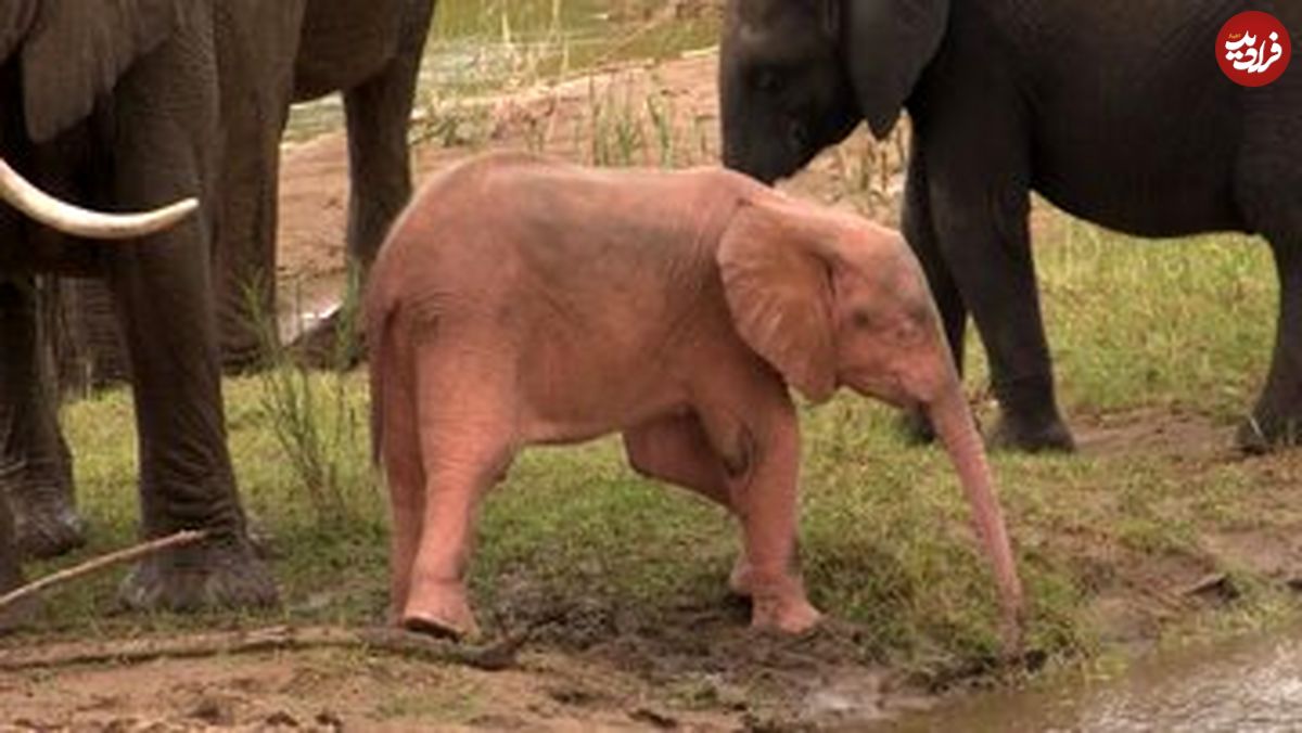 (تصاویر) این یک انیمیشن نیست؛ بچه فیل صورتی در طبیعت واقعی است!