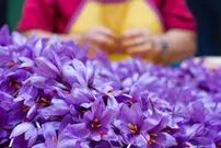 قیمت جدید زعفران چقدر شد؟