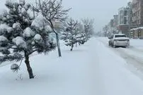 ببینید؛ سقوط درخت‌ها زیر بار سنگین برف؛ هوای برفی شهر را ببینید