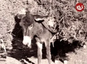 عکس| سفر زمان؛ کاروان «خرهای خارکش» در یک جاده بیابانی در دوران قاجار