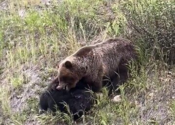 (عکس) تکه پاره شدن خرس سیاه توسط یک شکارچی غول‌پیکر 