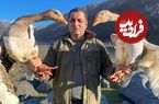 ببینید| غذای روستایی در آذربایجان؛ کباب کردن غاز در طبیعت