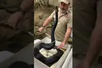 (ویدئو) این مار هر روز برای خوردن صاحب اش تلاش می کند!