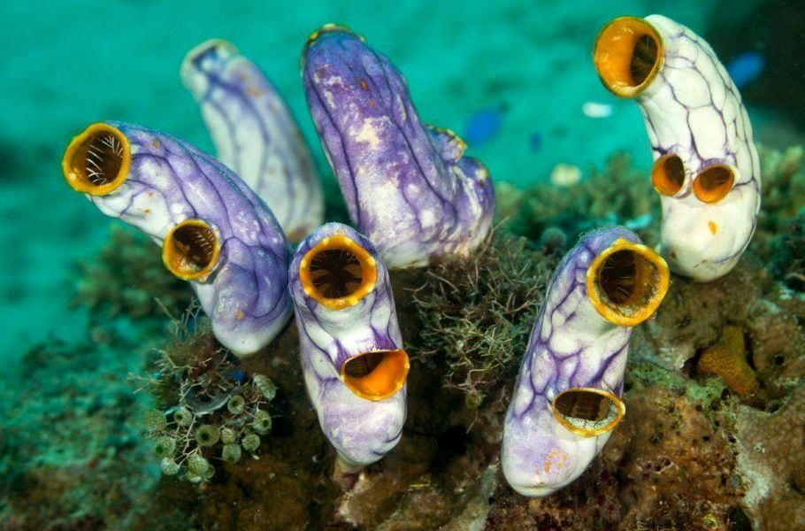 پژوهشگران: با خوردن این موجود دریایی عجیب احتمالا پیر نمی‌شوید 
