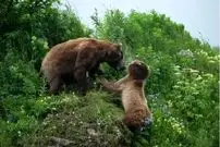 ببینید| خرس مادر در نبردی مرگبار برای نجات توله‌هایش