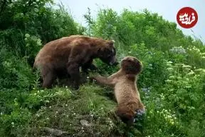 ببینید| خرس مادر در نبردی مرگبار برای نجات توله‌هایش