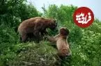 ببینید| خرس مادر در نبردی مرگبار برای نجات توله‌هایش