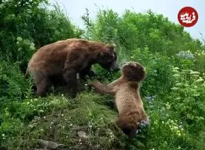 ببینید| خرس مادر در نبردی مرگبار برای نجات توله‌هایش