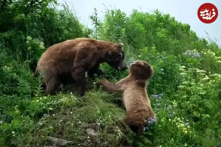 ببینید| خرس مادر در نبردی مرگبار برای نجات توله‌هایش