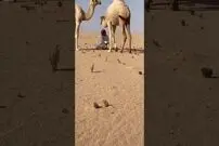 (ویدئو) رابطه احساسی و شگفت انگیز یک شتربان با شترش