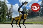 این سگ تششعات هسته‌ای را بو می‌کشد