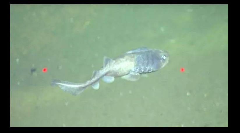 (ویدئو) کشف ماهی‌هایی زنده در محیط تقریباً فاقد اکسیژن