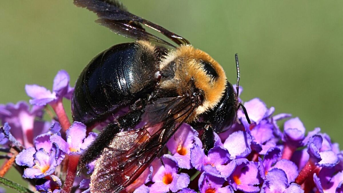 (ویدئو) زنبور‌ها چگونه شکارچیان خود را گیج می‌کنند؟