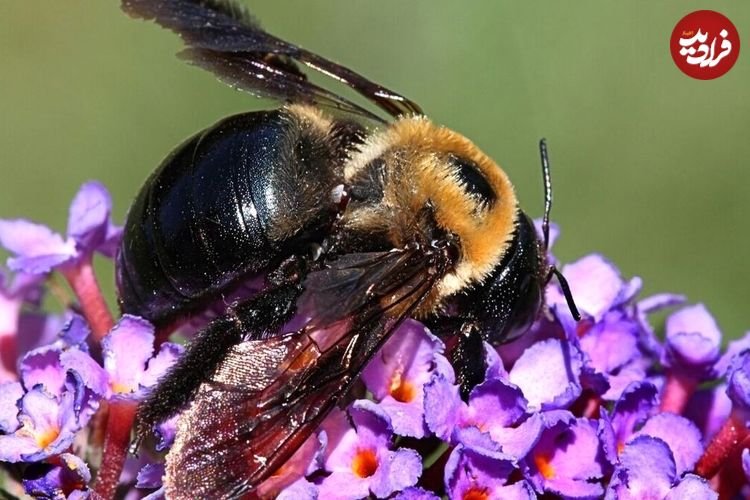 (ویدئو) زنبور‌ها چگونه شکارچیان خود را گیج می‌کنند؟