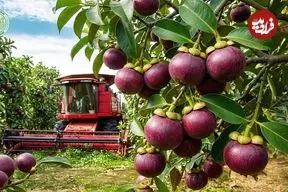 ببینید| چگونه تایلندی ها میلیون ها عدد منگوستین را برداشت و فرآوری می کنند؟