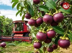 ببینید| چگونه تایلندی ها میلیون ها عدد منگوستین را برداشت و فرآوری می کنند؟