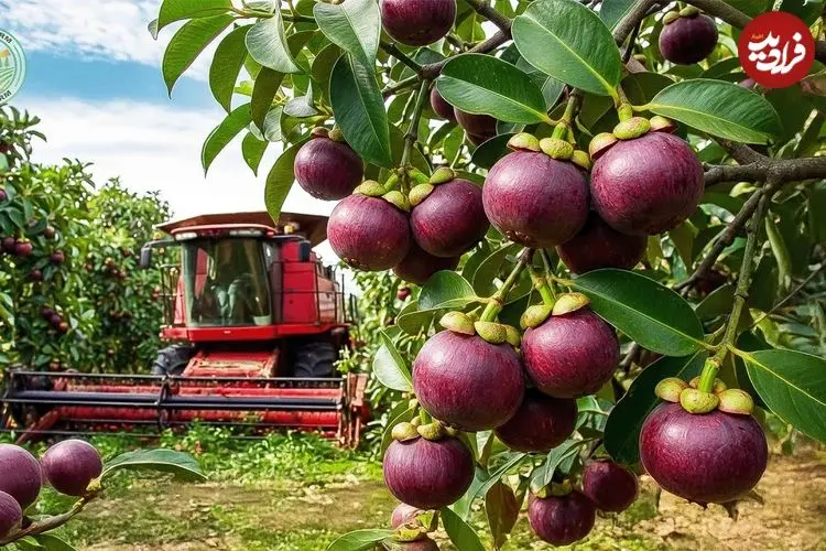 ببینید| چگونه تایلندی ها میلیون ها عدد منگوستین را برداشت و فرآوری می کنند؟