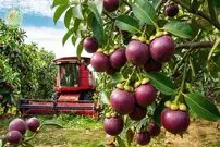 ببینید| چگونه تایلندی ها میلیون ها عدد منگوستین را برداشت و فرآوری می کنند؟