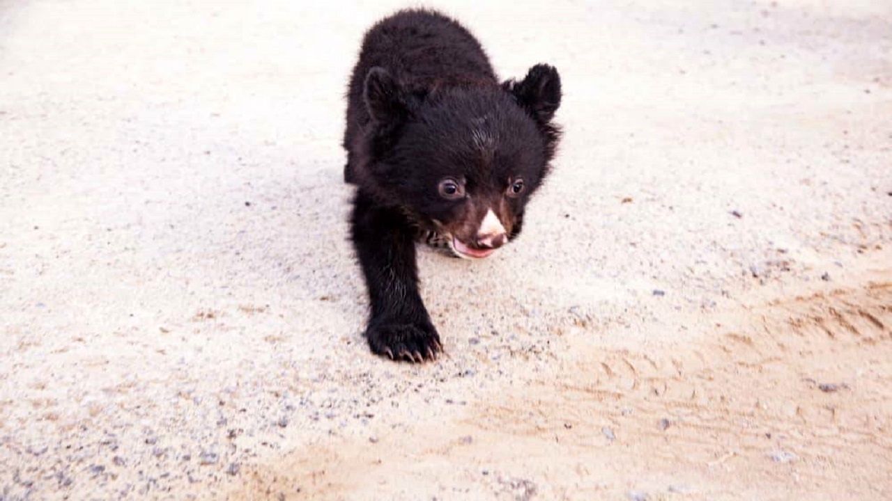 (ویدئو) حیوان‌آزاری یک توله خرس در بلوچستان!