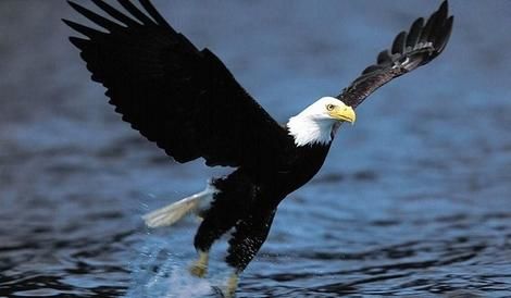 ( ویدیو) قدرت شگفت انگیز عقاب در شکار ماهی از رودخانه