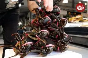 ببینید| غذای خیابانی در ژاپن؛ پخت غذاهای خاص با خرچنگ گِلی و خرچنگ نارگیل در اوکیناوا