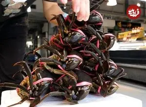 ببینید| غذای خیابانی در ژاپن؛ پخت غذاهای خاص با خرچنگ گِلی و خرچنگ نارگیل در اوکیناوا