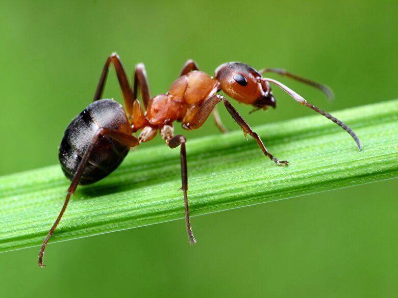 (ویدیو) شکار سوسک توسط ۲ مورچه نیرومند!