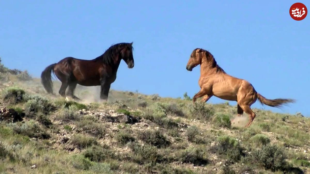 (ویدئو) نمایی از زندگی اسب های زیبا و گران قیمت وحشی در حیات وحش آمریکا