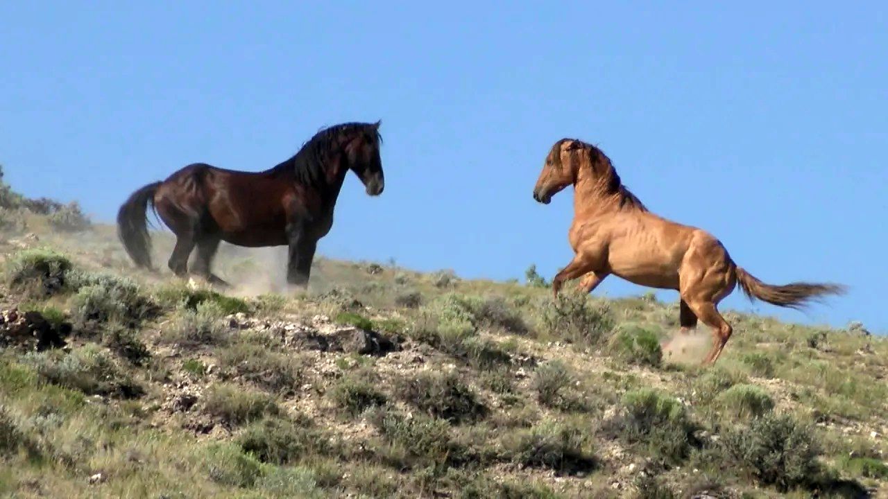 (ویدئو) نمایی از زندگی اسب های زیبا و گران قیمت وحشی در حیات وحش آمریکا