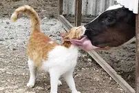 (ویدئو) دوستی باورنکردنی و صمیمانه گربه با دیگر حیوانات؛ از گاو و کانگورو تا راکون