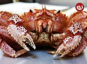 ببینید| غذای خیابانی در ژاپن؛ پخت پاستا با خرچنگ مودار در توکیو