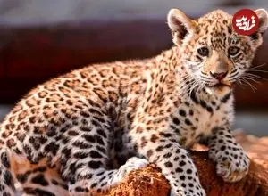 ببینید؛ جسارت توله‌پلنگ‌ها و رویارویی پرتنش با اسب آبی